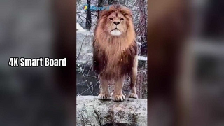 4K Smart Board voor onderwijs en bedrijfsleven